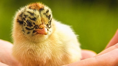 Chick