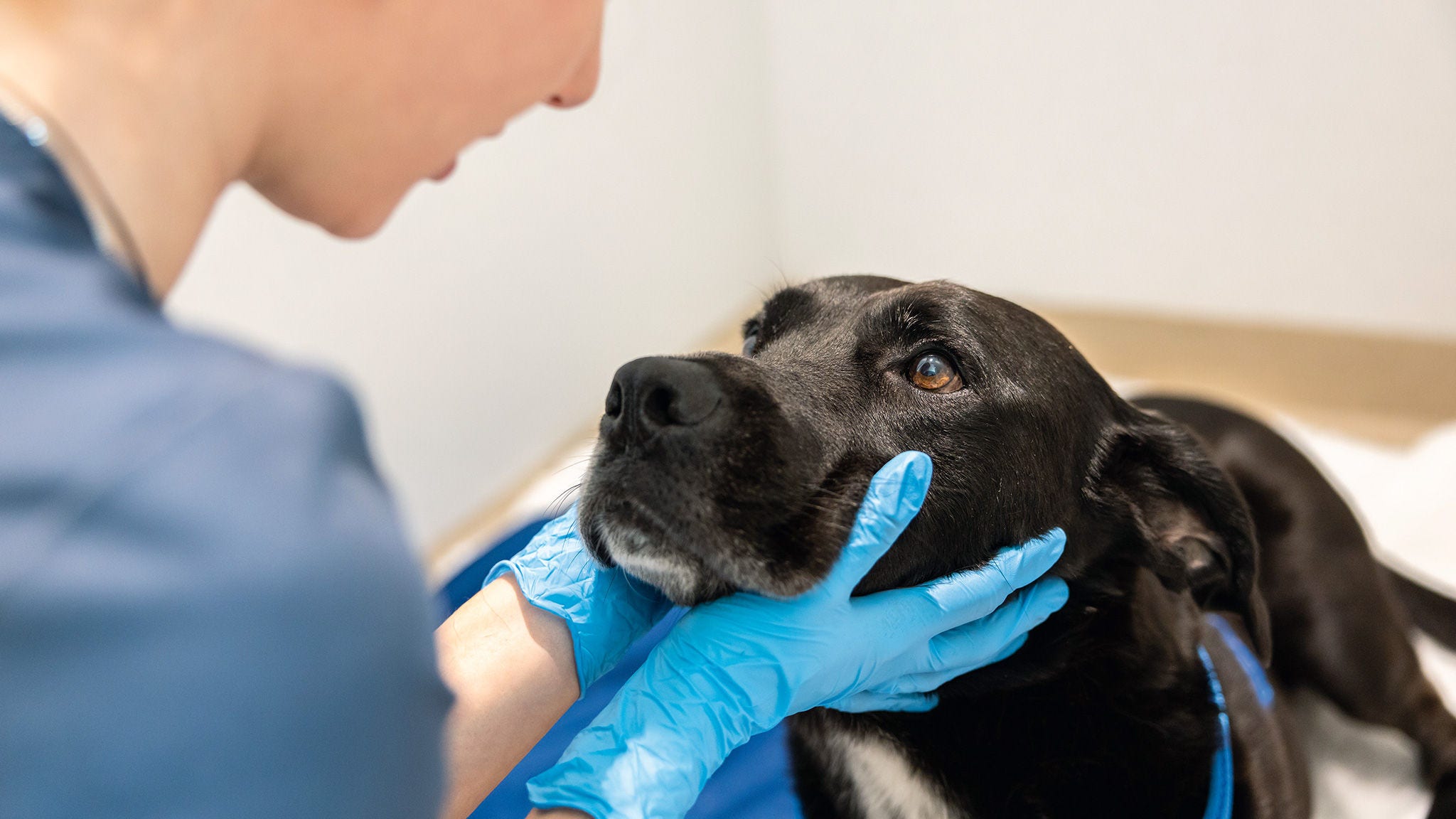 Tiermedizinische Fachkraft hält den Kopf eines Hundes mit blauen Untersuchungshandschuhen, um eine klinische Untersuchung vorzubereiten.