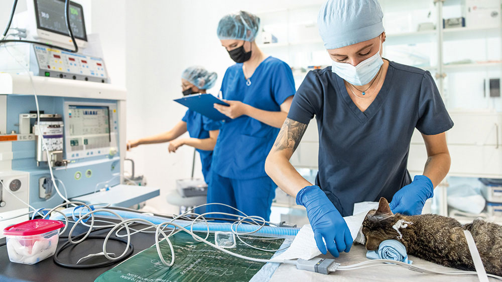Veterinärchirurgisches Team arbeitet in einem Operationssaal; das Personal trägt OP-Kleidung und Handschuhe, überwacht Geräte und führt einen Eingriff an einem Patienten auf dem Operationstisch durch.