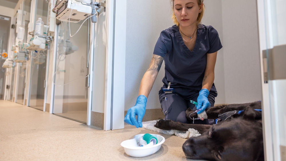 Eine tiermedizinische Fachperson mit Handschuhen kniet in einem Klinikflur neben einem ruhenden Hund und bereitet medizinische Materialien vor, die in einer kleinen Schale auf dem Boden liegen.