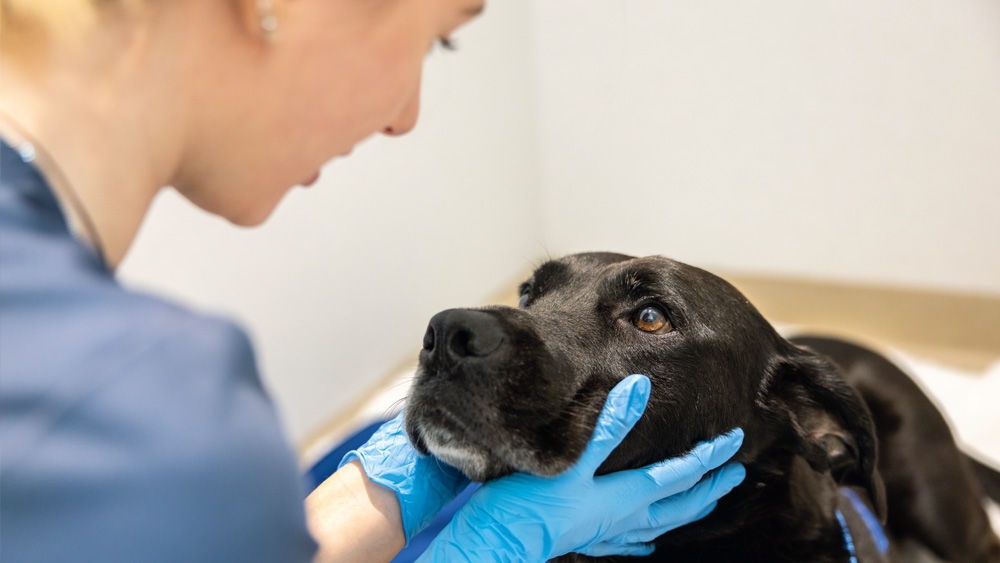 Tiermedizinische Fachangestellte & Hund ruht auf ihrer Handfläche.