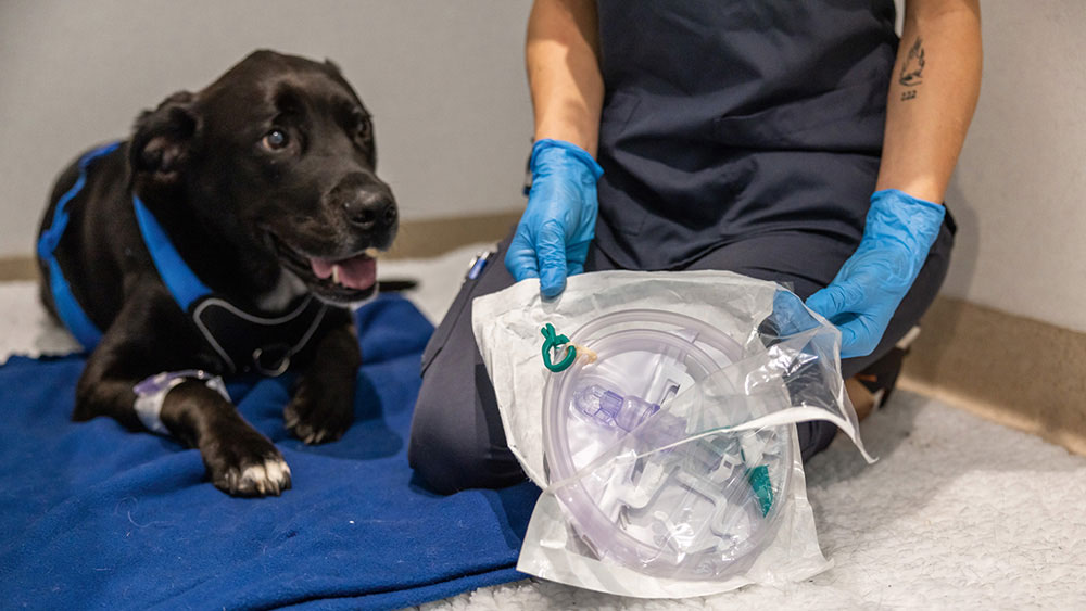 Ein schwarzer Hund liegt auf einer blauen Decke neben einer tiermedizinischen Fachperson, die blaue Handschuhe trägt und ein verpacktes Urinset hält