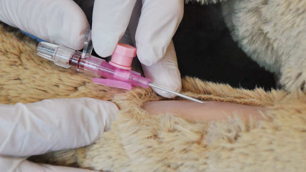 Nahaufnahme von behandschuhten Händen, die einen intravenösen Katheter (VasoVet®) in das Bein eines Tieres einführen, wobei der Katheteransatz und die Nadel während eines klinischen Eingriffs im Fell des Tieres sichtbar sind