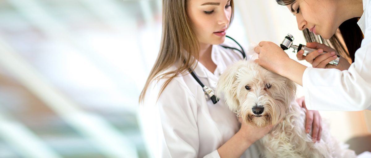 Veterinary Nurse, Dog, Veterinarian