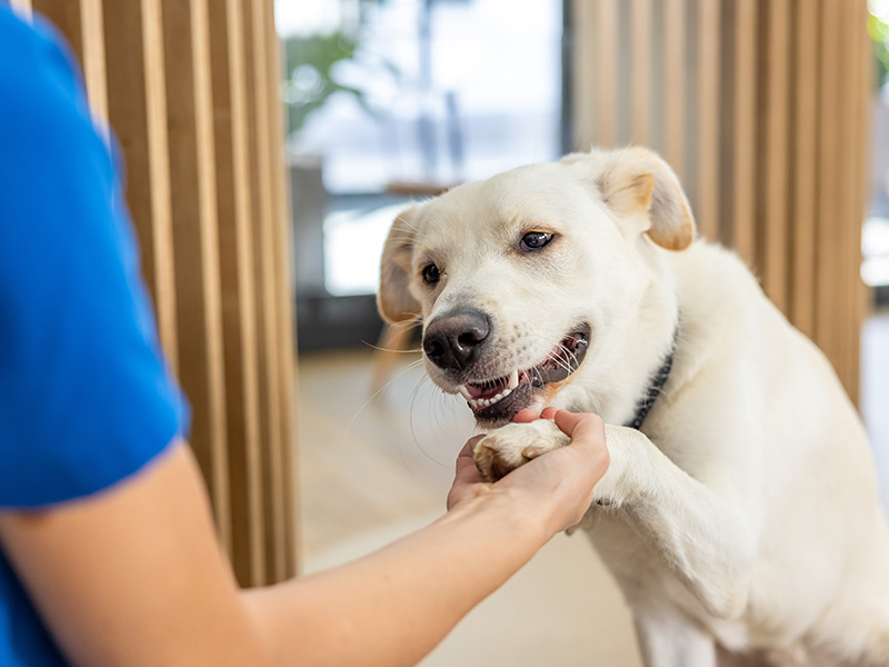 Hund sitzt auf hellem Untergrund und ist von bunten Fäden umgeben.