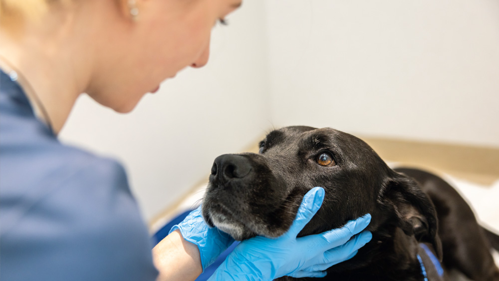 Tierärztliches Personal mit Schutzhandschuhen stützt während einer klinischen Untersuchung den Kopf eines Hundes in einer Innenpraxis.