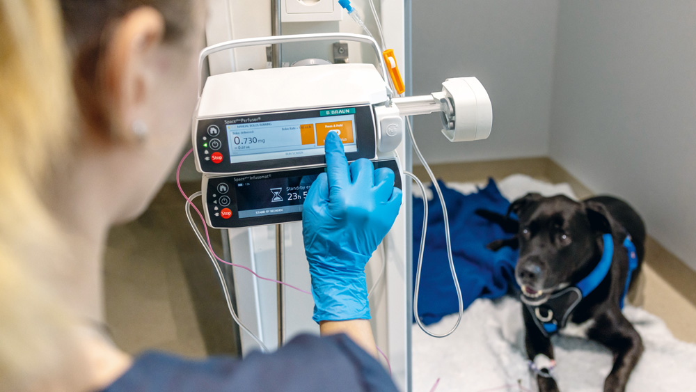 Ein tiermedizinischer Fachangestellter, der Handschuhe trägt, untersucht ein Tier, das auf einer gepolsterten Behandlungsoberfläche in einer klinischen Umgebung liegt.