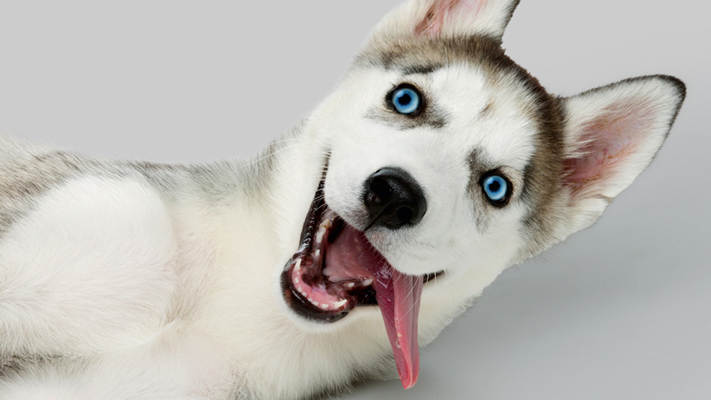 Hund mit blauen Augen liegt auf der Seite vor hellgrauem Hintergrund, blickt mit geöffnetem Maul in die Kamera.